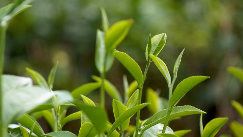 7 Surprising benefits of L-theanine