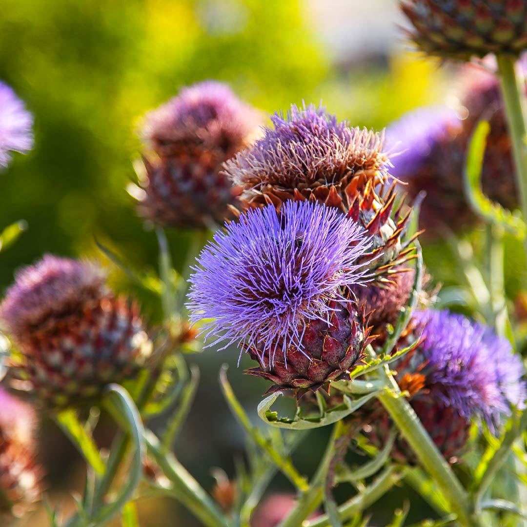 doctor's best glutathione milk thistle We talk a lot about behaviors and developmental support in autism, but what  about what's happening on a cellular level? Many children on the spectrum  have disruptions in glutathione metabolism, leading to main image 1