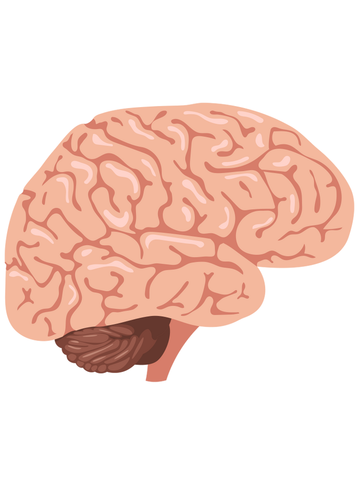 Why Brain Fuel® works