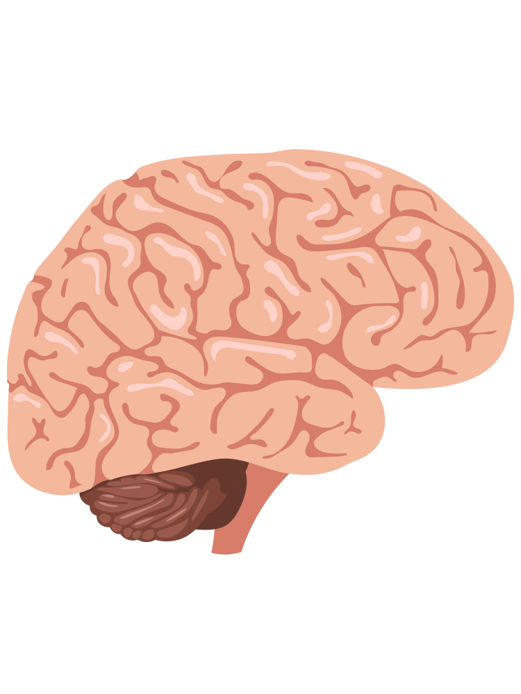 Why Brain Fuel® works