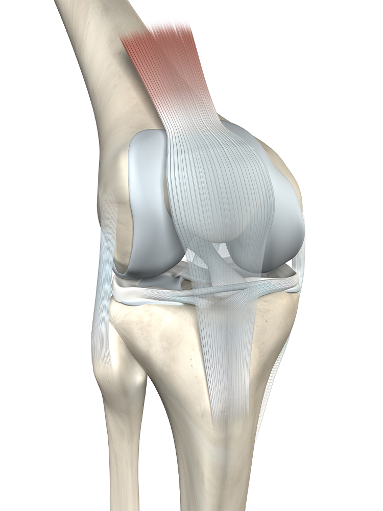 Why Curcumin & Turmeric works